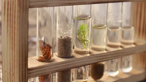 Discovering aquatic life in a unique test tube ecosystem experiment 스톡 동영상 295284867