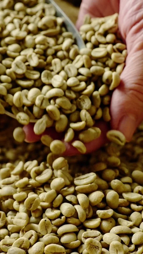 Discovering the art of selecting high-quality green coffee beans in a vibrant Видео 342797310