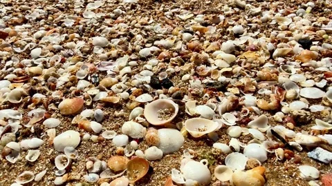Discovering Beautiful Shells on a Sandy Beach during a Relaxing Summer Day by Stock Footage 311735686