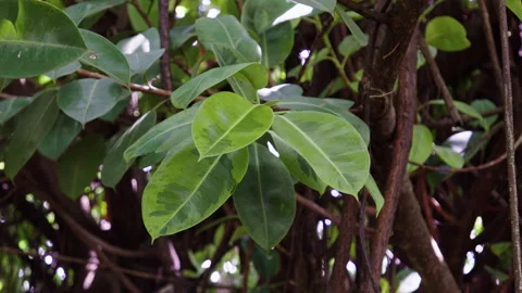 Discovering the beauty of rubber tree trunks and lush green leaves Stock Footage 321438773