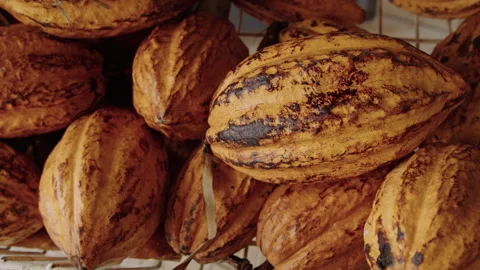 Discovering the cacao fruit cocoa pod in its natural habitat Stock Footage 321588933