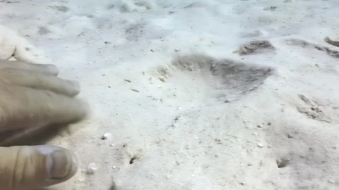 Discovering Camouflage Master Flatfish Hiding in the Sand of the Ocean Floor Stock Footage 324171753