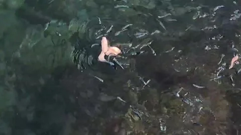 Discovering Coastal Life Finding Small Fish Along the Seashore Stock Footage 289648315