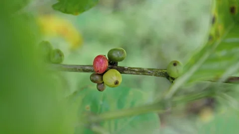 Discovering coffee plantations and how coffee beans are grown Stock Footage 321591036