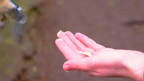 Discovering the delicate beauty of nature with a tiny piece of wildlife Stock Footage 311407795