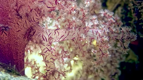 Discovering the delicate branches of soft corals in the vibrant Red Sea Video stock 289403164