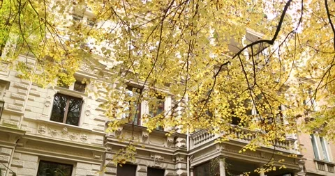 Discovering elegant white mansion surrounded by yellow trees during fall season Stock Footage 230490937