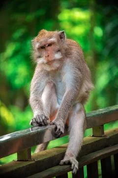 Discovering the enchanted monkey forest in Bali while observing playful monkeys Stock Photos