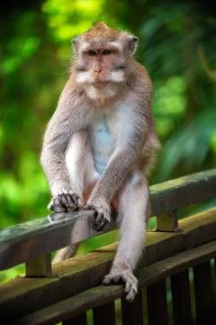 Discovering the enchanted monkey forest in Bali while observing playful monkeys Stock Photos