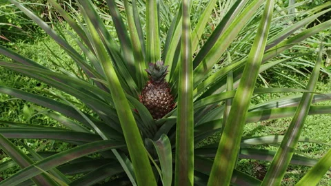 Discovering fresh pineapples growing in lush tropical garden surroundings Stock Footage 321420080