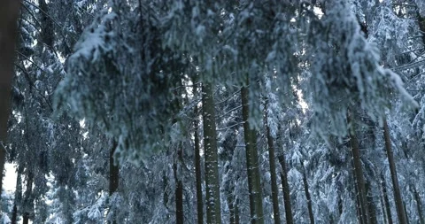 Discovering frozen over pine tree forest on icy day in middle of winter Stock Footage 232672647