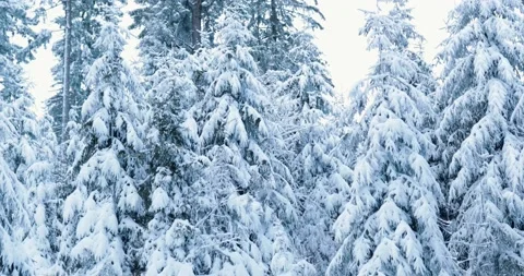 Discovering frozen over pine trees in deep woods of germany after cruel winter Stock Footage 232675226
