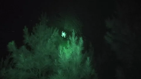 Discovering glowing plants at night in the forest during summer in August Stock Footage 327960198