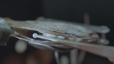 Discovering a High-Quality Round Pearl Inside an Oyster Tissue Stock-Footage 334762354