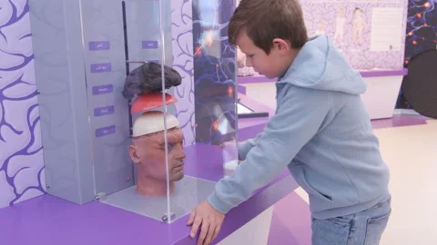 Discovering human head structure from hair to the brain in the medical museum Stock Footage 233493650