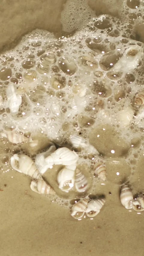 Discovering the Intricate Dance of Shells as Waves Crash in Mesmerizing Slow Stock Footage 336823778