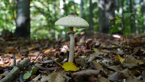 Discovering a Large Wild Mushroom in the Forest Stock Footage 287851203