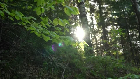 Discovering lush green foliage in a tranquil forest during the golden hour Stock Footage 288115328