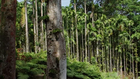 Discovering a lush palm tree grove in vibrant rainforest setting Stock Footage 321598412