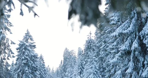 Discovering the melting icicles on a bright winter day in german forest, 4k res Stock Footage 232670907
