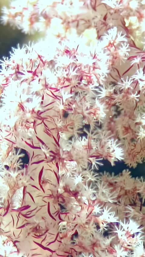 Discovering the mesmerizing beauty of red tree soft corals in the Red Sea Stock Footage 319538110