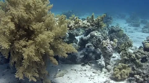 Discovering mesmerizing black white spotted puffer fish in vibrant coral reefs Stock Footage 311376069