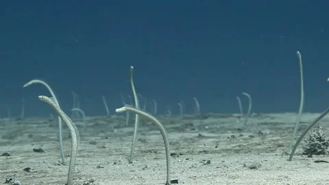 Discovering the mesmerizing colony of sand eels in the vibrant Red Sea Stock Footage 311782628