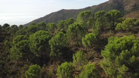 Discovering a Mountainside Video stock 292630857