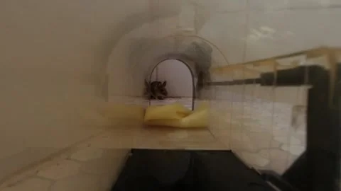 Discovering a Mouse in the Bathroom - Static Stock Footage 252633930