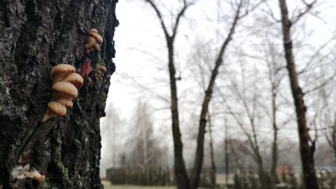 Discovering mushrooms growing on a tree in winter landscape Stock Footage 302564801