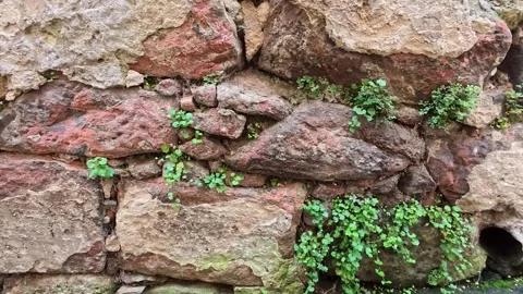 Discovering Nature's Touch on Ancient Stone Walls in a Serene Garden Setting Stock Footage 288357779