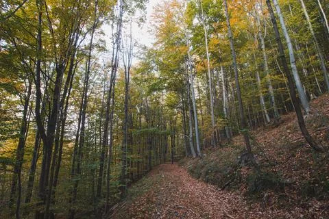 Discovering new lost paths covered in red-orange leaves from the oak trees ar Stock Photos