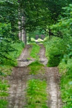 Discovering a Serene Forest Pathway that meanders Through Vibrant and Lush .. Stock Photos