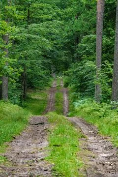 Discovering a Serene Forest Pathway that meanders Through Vibrant and Lush .. Stock Photos