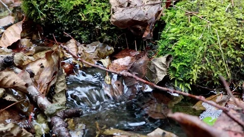 Discovering a tranquil stream surrounded by nature’s vibrant colors Stock-Footage 295332441