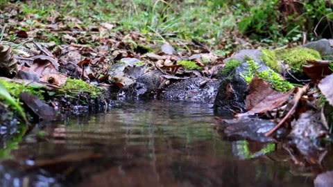 Discovering tranquility in a serene forest stream at dusk Stock-Footage 295333323