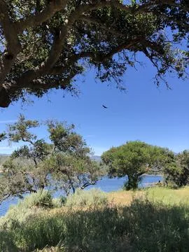 Discovering Tranquility by the Serene Lakeside Under a Clear Blue Sky Stock-Fotos