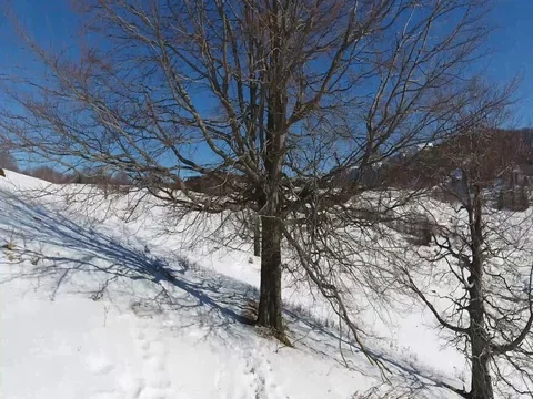 Discovering tree Stock Footage 72715942