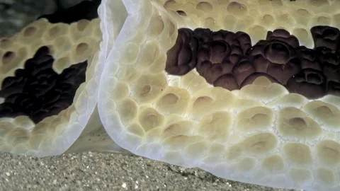 Discovering the unique features of Phyllidiidae sea slugs in their natural Stock-Footage 324179336