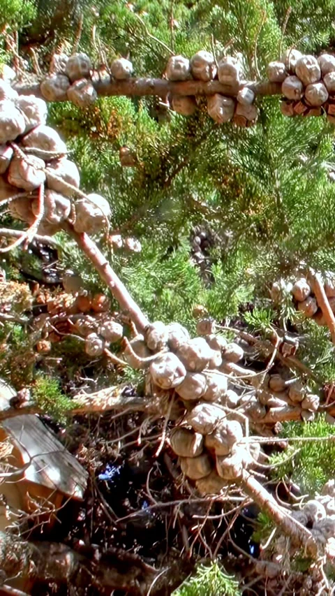 Discovering the Unique Native Flora of Los Alerces National Park in Argentina Stock Footage 299549102