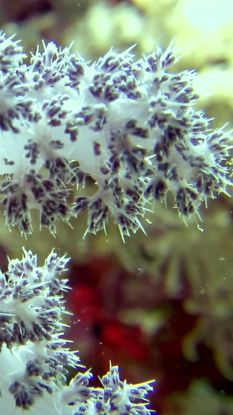 Discovering vibrant soft corals and playful fish in the Red Sea Stock Footage 309666335