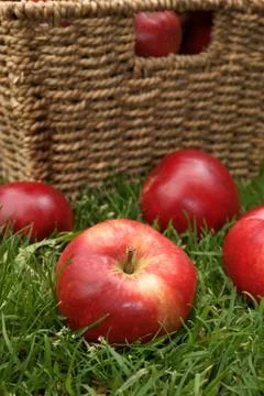 Discovery apples Stock Photos