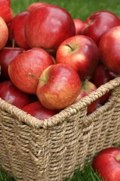 Discovery apples Stock Photos