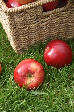 Discovery apples Foto stock