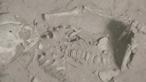 Discovery archaeological bones Stock Footage 151362266