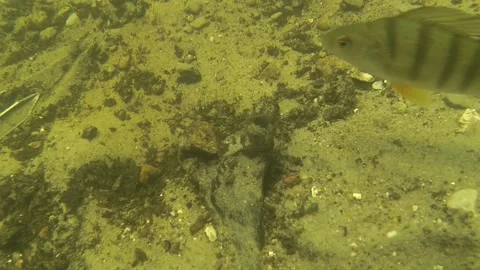 Discovery of Bronze Age human bones by research divers in the Tollense River Stock Footage 295995585