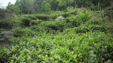 Discovery of a green tea field in the forest, in Darjeeling, India Stock Footage 194496460
