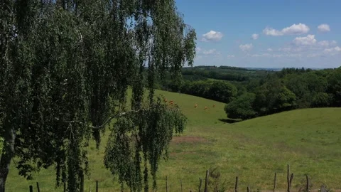 Discovery of a group of cows eating in a meadow Video stock 144760141