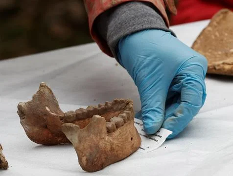 Discovery of prehistoric skeleton dated back 11,700 years, Loizu, Spain - 12 Mar 스톡 사진