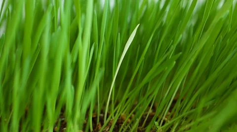 Discrimination Social concept: White blade among Green Grass (removing unwant Vídeo Stock 68018962